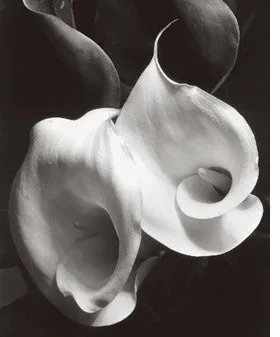 Imogen Cunningham