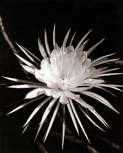 Imogen Cunningham